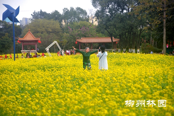 柳州市雀儿山公园油菜花美丽绽放