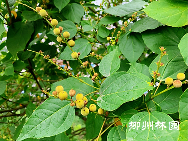 【鱼峰公园】石山特有植物—石山巴豆