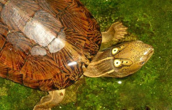 眼斑水龟(图片源于网络)