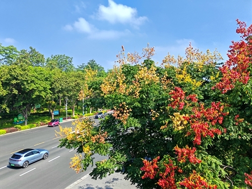 柳州街道栾树美出圈