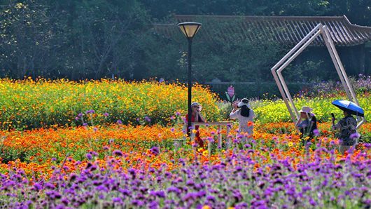 柳州市雀儿山公园4000平方米硫华菊盛放