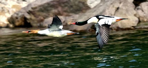 多部门联动 守护中华秋沙鸭栖息地