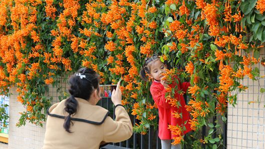 柳州街巷炮仗花盛放