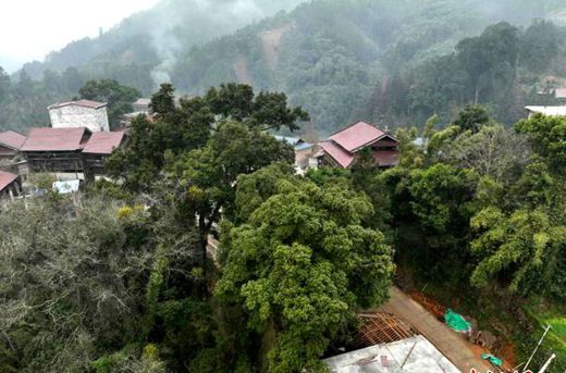 广西发现闽楠古树 树龄或达700年