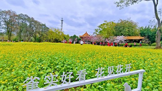 柳州市雀儿山公园金色花海绽放