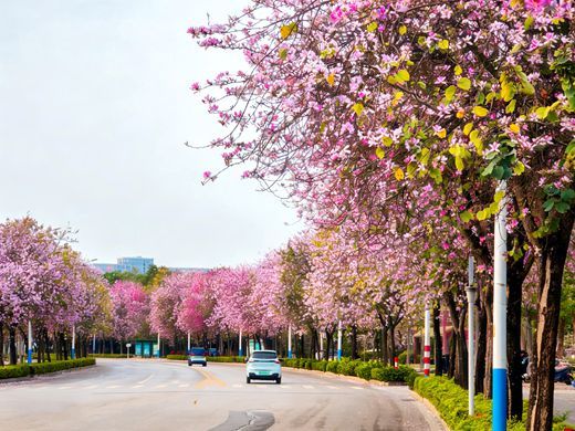 柳州街头洋紫荆盛放 绘就春日画卷
