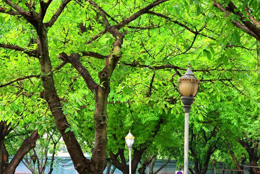 柳州街头大叶榕换“新装”