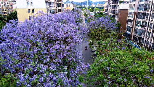 柳州市区街道、公园的蓝花楹绽放