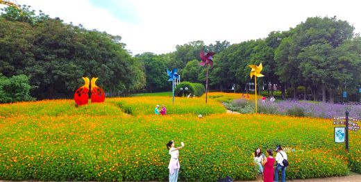 柳州市雀儿山公园硫华菊花海上线