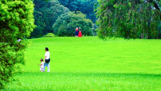 柳州市雀儿山公园草坪焕新颜 迎来最佳观赏期