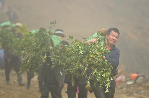 柳州油茶种植备耕忙