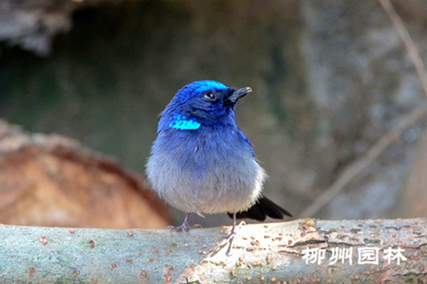 【城市广场】穿着"蓝色礼服"的鸟儿——小仙翁