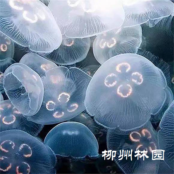 龙潭公园】“水中大熊猫”——桃花水母- 动物世界- 广西柳州市林业和园林局网站
