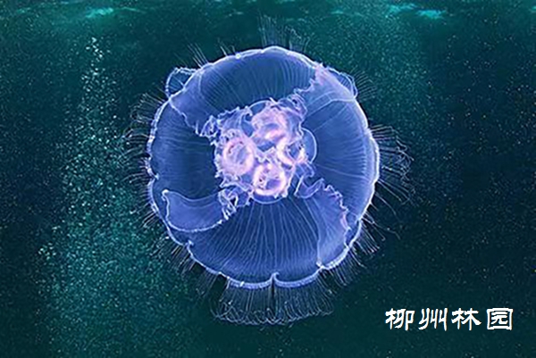 龙潭公园】“水中大熊猫”——桃花水母- 动物世界- 广西柳州市林业和园林局网站