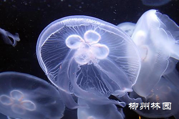 龙潭公园】“水中大熊猫”——桃花水母- 动物世界- 广西柳州市林业和园林局网站