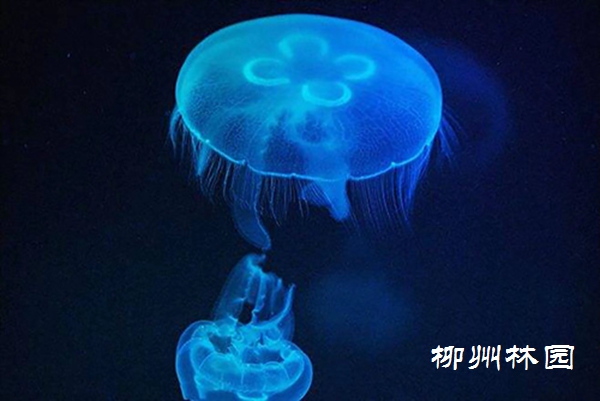 龙潭公园】“水中大熊猫”——桃花水母- 动物世界- 广西柳州市林业和园林局网站