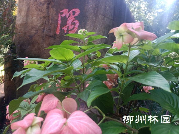 【园博园】花届的伪装高手——粉叶金花