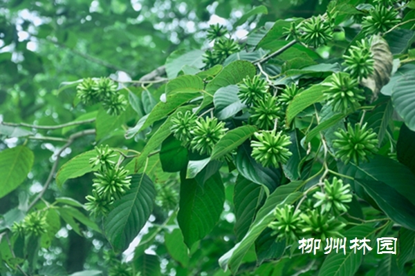 喜树结果见秋意