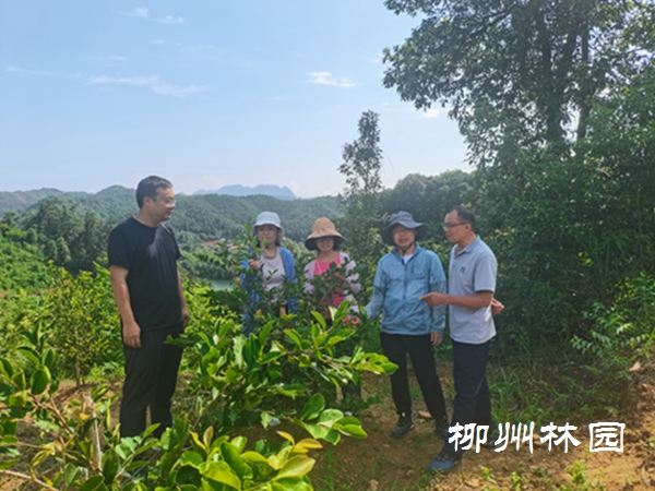 ​柳州区域香花油茶引种试验取得初步成效